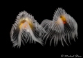   Dancing current two Whitetufted worms Protula tubularia White-tufted White tufted  